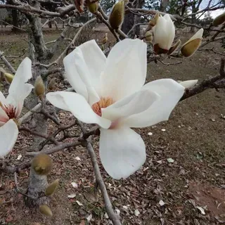 thumbnail for publication: Magnolia denudata: Yulan Magnolia